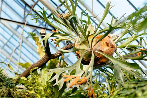 All About Staghorn Ferns | McCabe's Landscape Construction