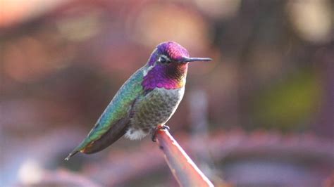 Hummingbird Migration Map During Spring And Fall Months