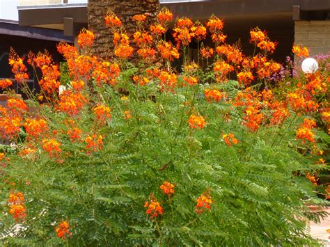 Caesalpinia pulcherrima | Drought tolerant shrubs, Drought resistant plants, Flowering bushes