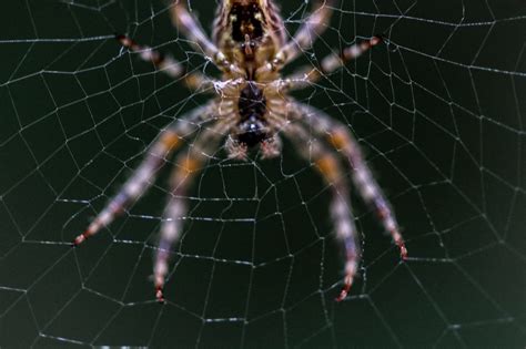 Spider Control & Extermination - Assassin Pest Solution