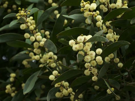 Acacia melanoxylon (Australian Blackwood) - World of Flowering Plants