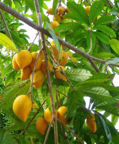 Canistel/yellow sapote/egg fruit 2 feet tall from ground | Etsy