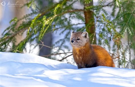 FindNature.com - Photos - Martre d'Amérique, American marten