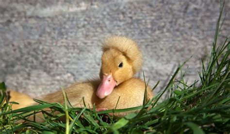 Crested Duck Breed Profile - Farmhouse Guide