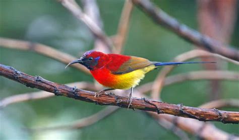 Mrs Gould’s Sunbird is a tiny delight