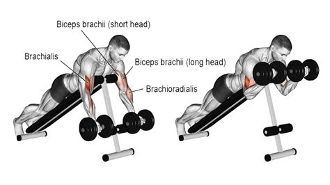 A Face-down Incline Dumbbell Biceps Curl increases strength and size in ...