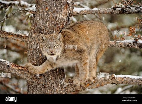 Canadian Lynx (Lynx canadensis) in late autumn mountain habitat Bozeman ...