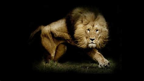 HD wallpaper: Strong Lion HD | Wallpaper Flare