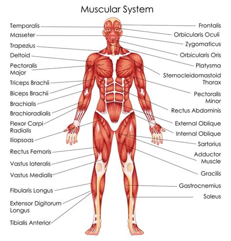 Anatomy of male muscular system - posterior and anterior view - full ...