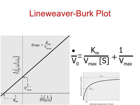 Lineweaver-Burk Plot | Biochemistry, Enzyme kinetics, Mcat