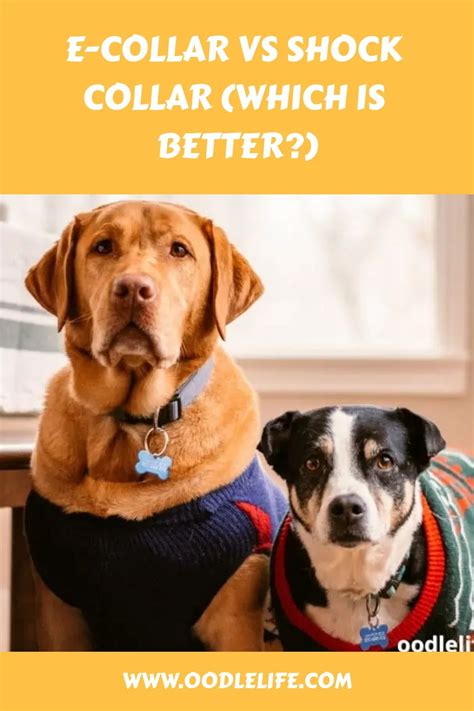 E-collars and shock collars are tools used to correct unwanted behavior in dogs. Although some ...