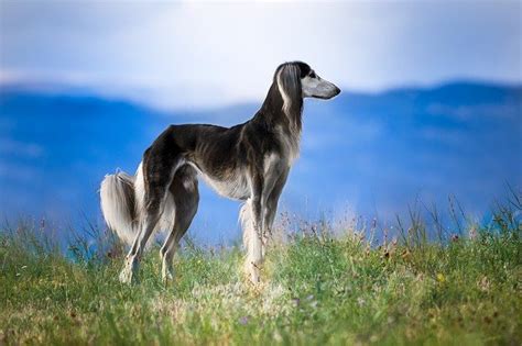 Saluki / Persian hound one of the world's fastest dog