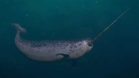 Narwhal Animal Facts | Monodon monoceros - Wiki Point