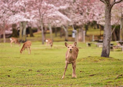 10 Best Cherry Blossom Spots in Nara & When To See Sakura Festivals ...