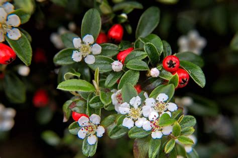 Cotoneaster Plant Care | Plantly