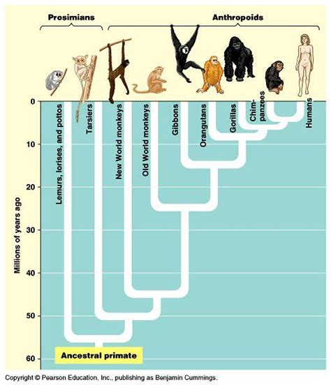 Resultado de imagen para arbol filogenia del caballo | Primates, Arboles