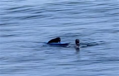 TRENDING NOW: Pregnant sea otter steals surfer's board | iNFOnews | Thompson-Okanagan's News Source