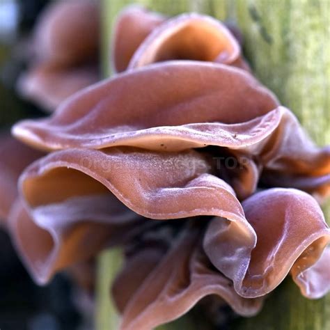 Juda's Ear / Auricularia Auricula Judae - Organic Mushroom Spawn - Shipping is free for orders ...