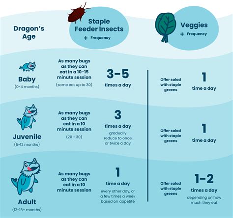 How Often Do Bearded Dragons Eat? Feeding Chart by Age – Dragon's Diet