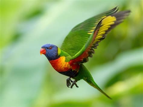 Rainbow Lorikeet Bird Facts (Trichoglossus moluccanus) | Bird Fact