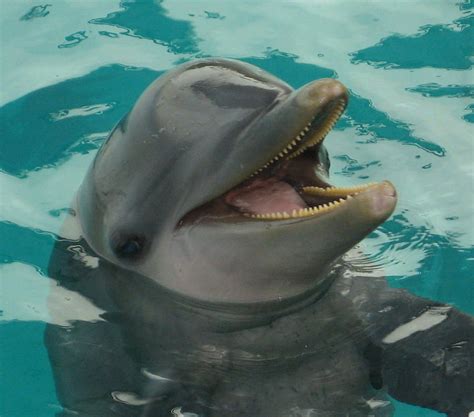 Laughing Dolphin Photograph