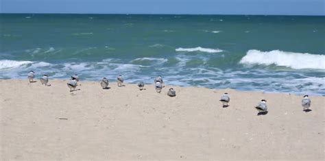 Indian River County Beaches to Close Temporarily for Dune Restoration ...