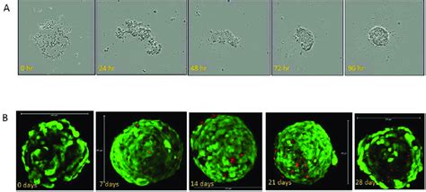 Construction of liver organoids. (A) shows aggregation and compaction... | Download Scientific ...