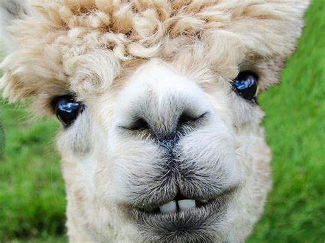 Bad Hair Day 2, Cute, Funny, alpaca, Animals, HD wallpaper | Peakpx