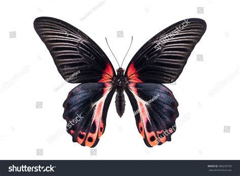 Beautiful Colorful Butterfly With Black And Red Wings Isolated On White ...