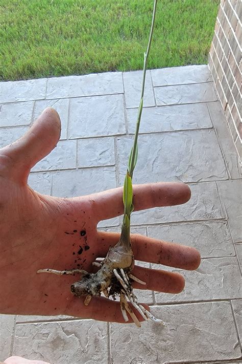 Help identifying "weed" in Southeast Texas flower beds : r/gardening