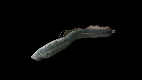 Lamprey 3D model | CGTrader