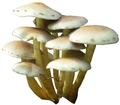 Mushroom PNG Transparent Images