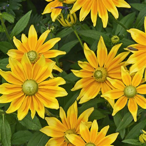 Rudbeckia Prairie Sun | Easy To Grow Bulbs