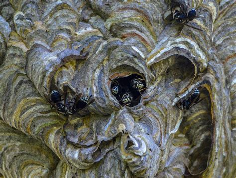 Bald-faced Hornet Nest Photograph by Brian Stevens