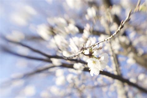 How to Achieve Soft Focus for Dreamy Photography