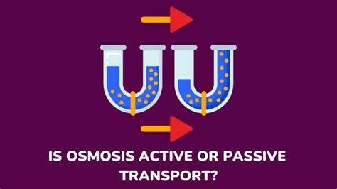 Is Osmosis Active Or Passive Transport? Factors That Affect Osmosis ...