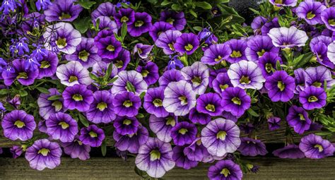 Pretty Petunia Wallpapers - Wallpaper Cave