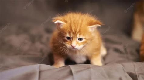 Cat depression after new kitten - wowgoldone