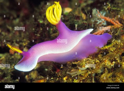 Pink Sea Slug High Resolution Stock Photography and Images - Alamy