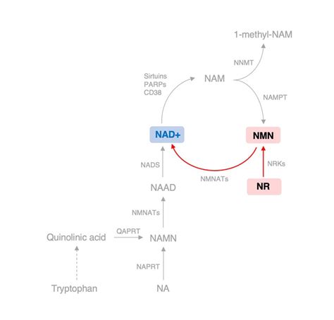 Tony Huge on Twitter: "RT @enhancedathlete: NMN vs NR vs NAD+ iv NAD+ is only effective given by ...