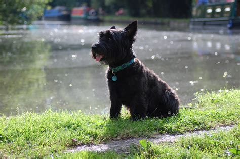 Westie Mix Breeds: 18 Most Popular You Will Love (w/ Pictures)