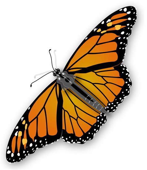 Monarch Butterfly Transparent Image