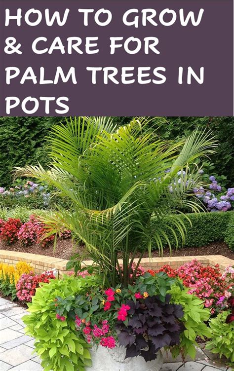 How To Grow Palm Trees In Pots Outdoors | Potted plants outdoor, Potted ...