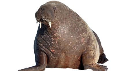 Walrus PNG Pic | PNG All