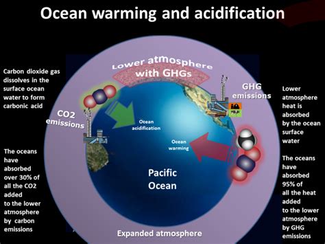 How ocean warming is impacting species, ecosystems - EnviroNews ...