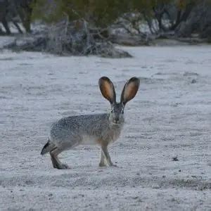 Black-Tailed Jackrabbit - Facts, Diet, Habitat & Pictures on Animalia.bio