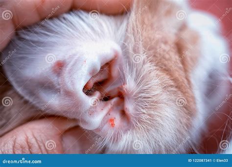 Uricle of a Cat Infected with an Ear Mite Stock Image - Image of hand ...