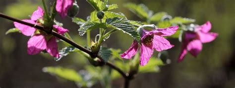 How to Grow Salmonberries (Rubus spectabilis) — Practical Self Reliance