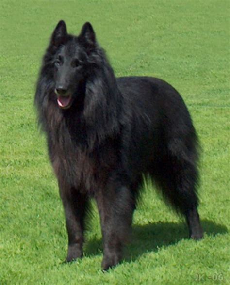 Belgian Shepherd Dog (Groenendael) vs German Shepherd - Breed Comparison