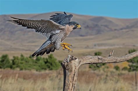 Peregrine Falcon Landing Photograph by Dawn Key